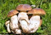 La raccolta dei funghi nel territorio dei Comuni convenzionati della Comunità Montana Valle Brembana è regolamentata dalle disposizioni della Legge 23 agosto 1993, n. 352 e della L.R. 5 dicembre 2008, n. 31 titolo VIII e s.m.i.