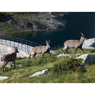 Lago del Diavolo e stambecchi