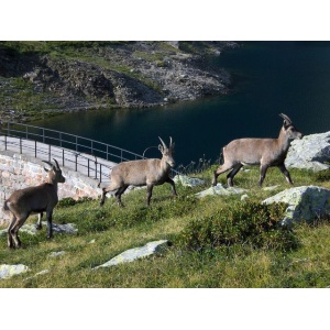 Lago del Diavolo e stambecchi