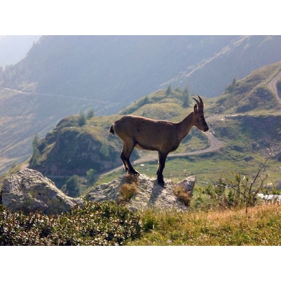 Stambecco nei pressi del Lago del Diavolo