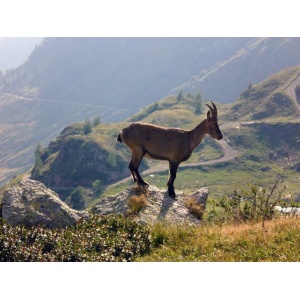 Stambecco nei pressi del Lago del Diavolo