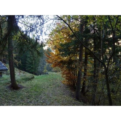 nei boschi di Carona